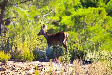 Sweet landscape of deer in Huelva mountains, Andalusia, Spain
