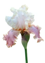 Fotobehang iris flower © Hanna