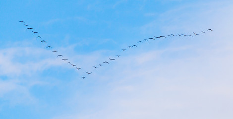 flock of swans flying against a blue sky in the south