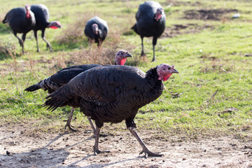 farm turkeys outdoors