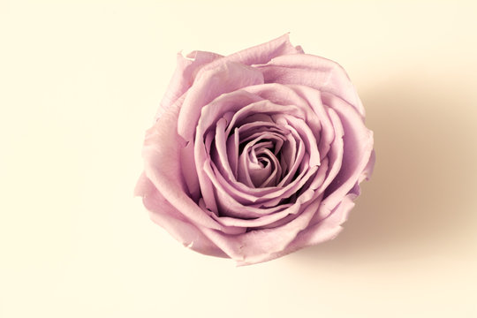 Valentinstag - Rose - Herz 