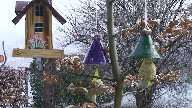 Bei Schneetreiben sind die Meisenkn&ouml;del von zwei Blaumeisen besetzt (Totale)