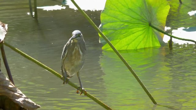 Little bittern settling on on the stem of water plant growing in pond. Wading bird in the heron family