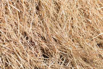 dry hay as background