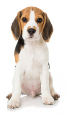 Sitzender Beagle Welpe - obrazy, fototapety, plakaty