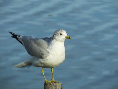 Preening Gull - Powered by Adobe