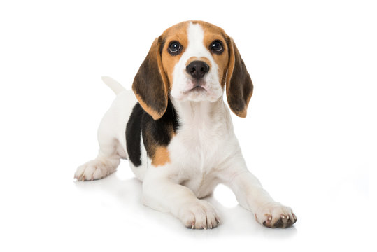 Liegender Beagle Welpe