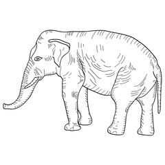 Sketch a large African elephant on white background. Vector illustration