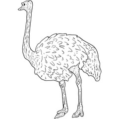 Sketch big ostrich standing on a white background. Vector illustration