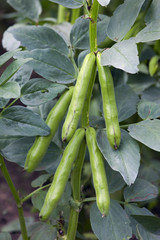 Home Grown Broad Beans in Country Garden