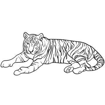 Sketch beautiful tiger on a white background. Vector illustration