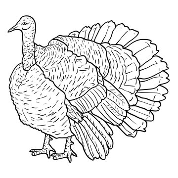 Sketch black turkey on a white background. Vector illustration.