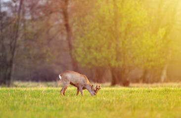 Naklejka na ściany i meble Roe deer, grazing in a field on early morning