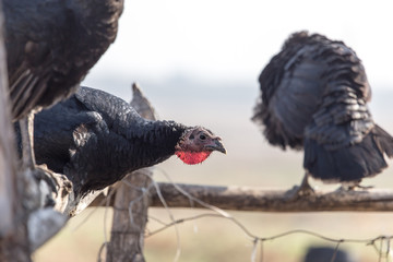 a turkey on a farm outdoors