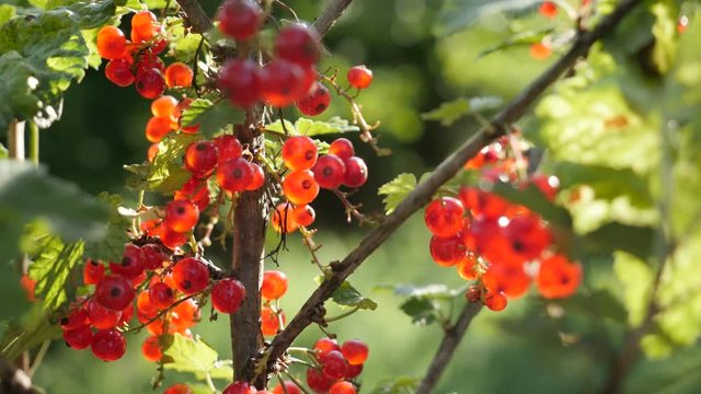  Healthy Ribes rubrum plant shallow DOF 4K 2160p 30fps UltraHD footage - The redcurrant deciduous shrub healthy fruit close-up 3840X2160 UHD video 