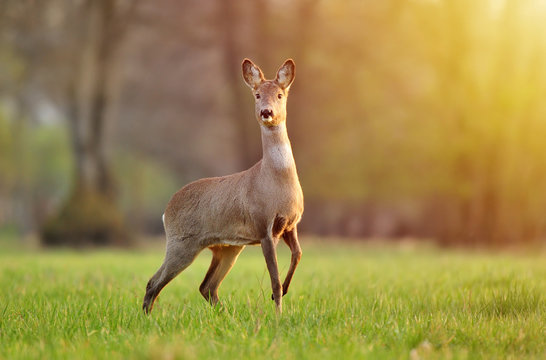 Fototapeta Wild roe deer in a field