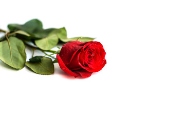 Red rose isolated on white background