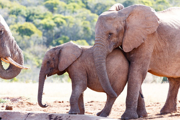 Obraz premium Elephant with her trunk on her baby