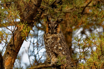 A Long-eared Owl perches in an evergreen tree. This bird is a winter visitor to Iowa.