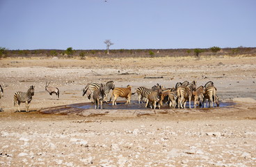 Fototapeta na wymiar Zebras am Wasserloch