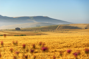 Rural landscape spring. Between Apulia and Basilicata:wheat field at dawn.ITALY. Hilly country:in the background abandoned farmhouses and bales of hay. - obrazy, fototapety, plakaty