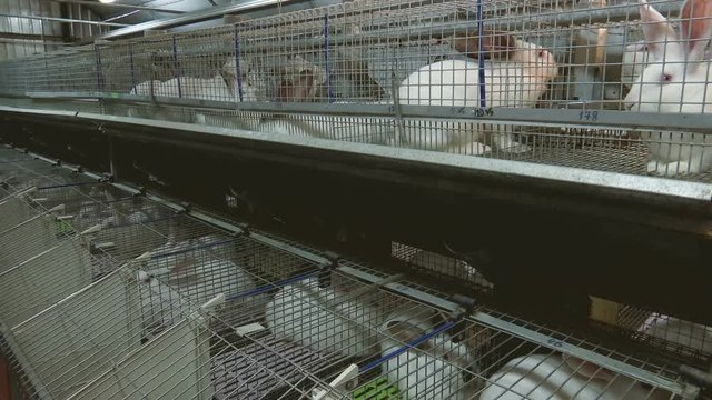 Rabbits on the Farm in Cage 4