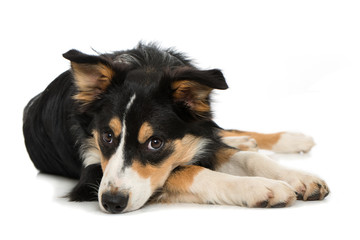 Liegender Border Collie