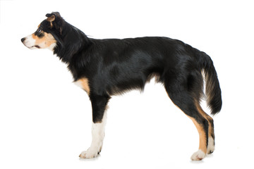 Junger Border Collie