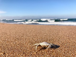 sea, crab, died 
