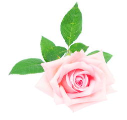 Pink blooming one rose bud with green leaves isolated on white background