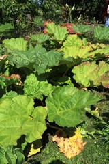 Plant of Rhubarb in summer, Sweden