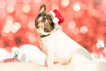 Weihnachtlicher Hund