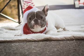 Weihnachtlicher Hund