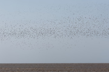 Limicoles en migration volant par milliers au-dessus des eaux de l'océan-Atlantque à...