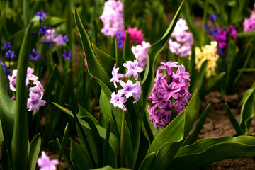 Bright and colorful hyacinths in the flowerbed in the garden in