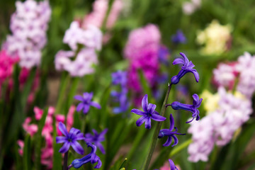 Bright and colorful hyacinths in the flowerbed in the garden in
