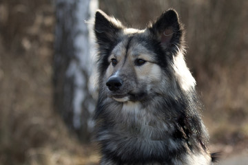 Weihnachtlicher Hund