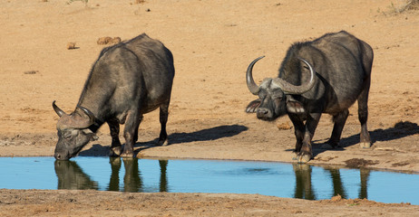 Obraz premium Buffalo Bulls with Large Horns at Waterhole