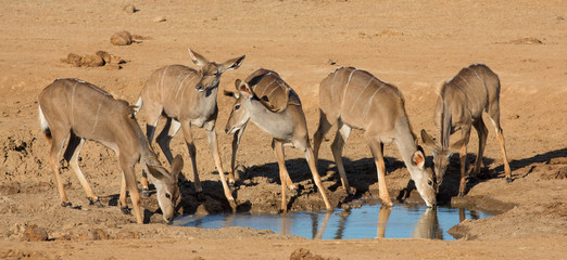 Impala Antelope Quenching Thirst