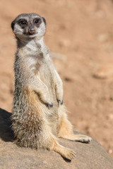 Meerkat or Suricate Animal