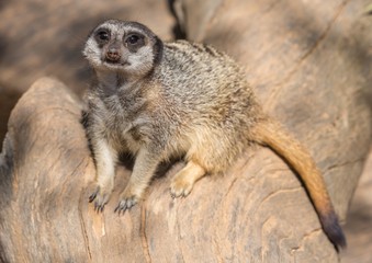 Fototapeta premium Meerkat or Suricate Animal