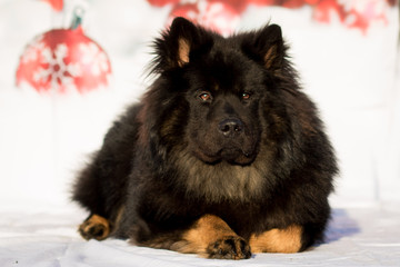 Weihnachtlicher Hund