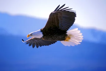 Abwaschbare Fototapete Adler Weißkopfseeadler im Flug