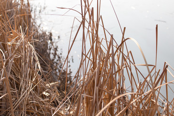 Fototapeta premium bulrush outdoors in autumn
