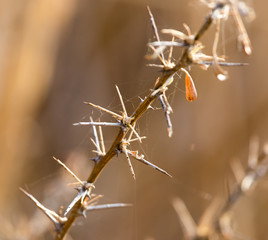 Dry prickly plant in nature