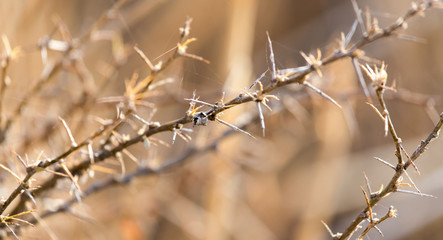 Dry prickly plant in nature