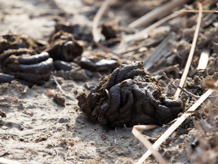 animal feces on the ground