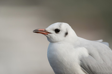 Black-headed Gull, Chroicocephalus ridibundus