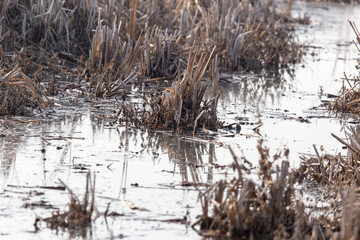 reeds on the surface of the water at sunset