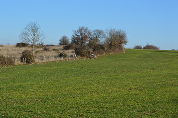Prairie